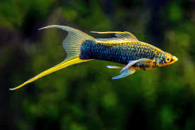 Lyretail Swordtail Fish Pair (Rs.400-800)