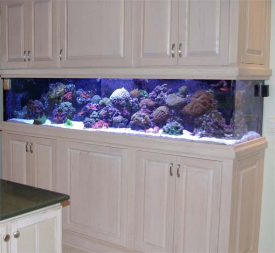 Built-in Saltwater Aquarium