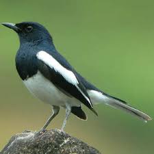 Oriental Magpie Robin