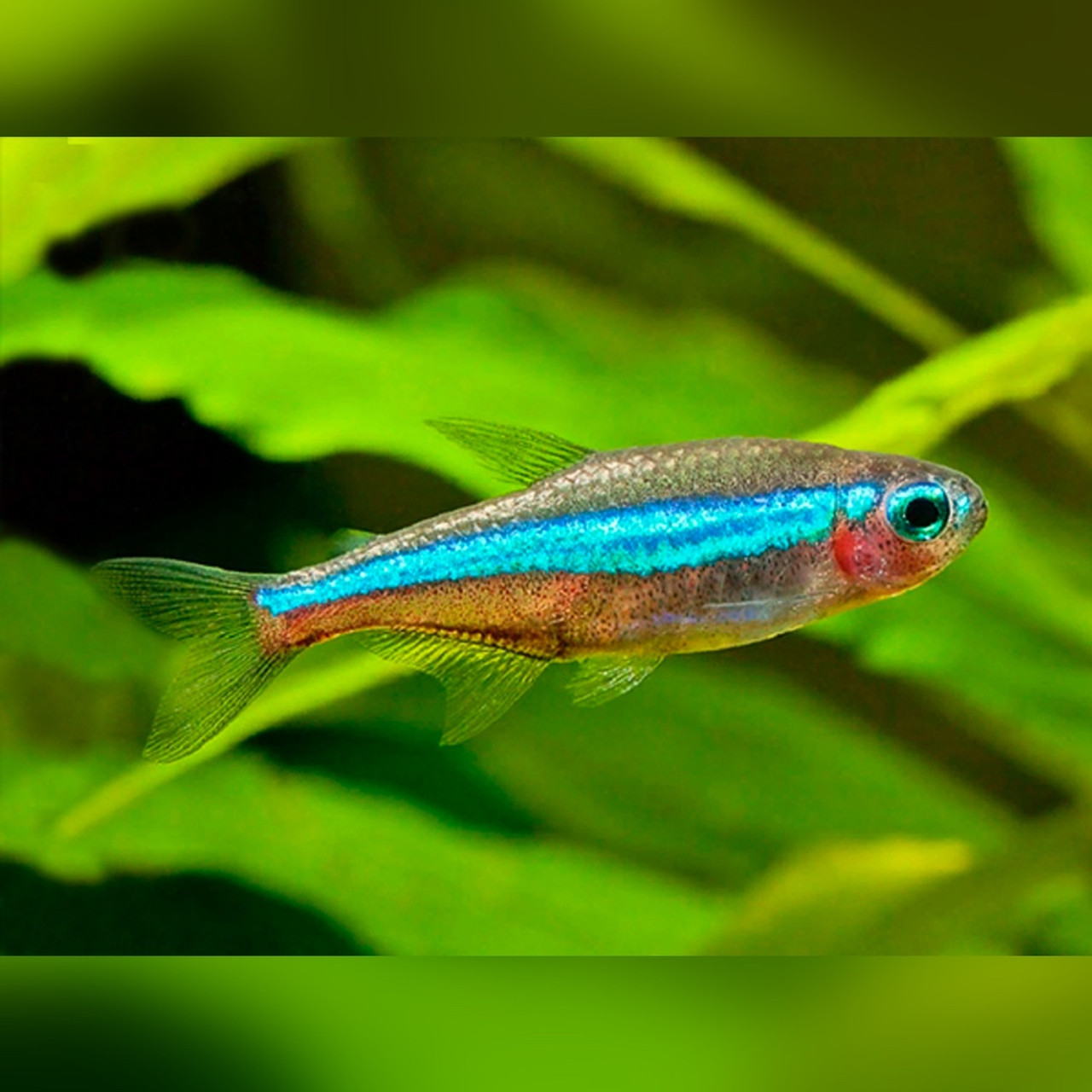 Neon Tetra Fish pair (Rs.600-800)