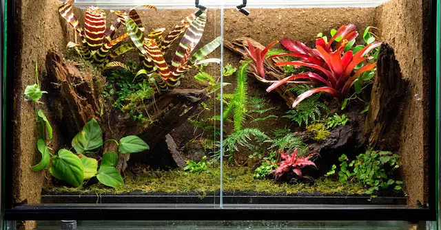 Tropical Terrarium