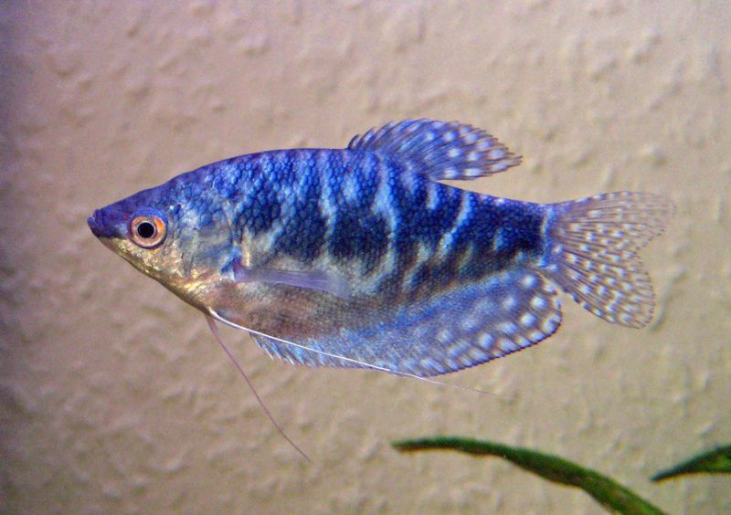 Blue Gourami Fish Pair (Rs.800-2k)