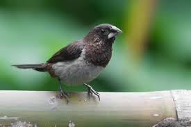 Black and White Finch