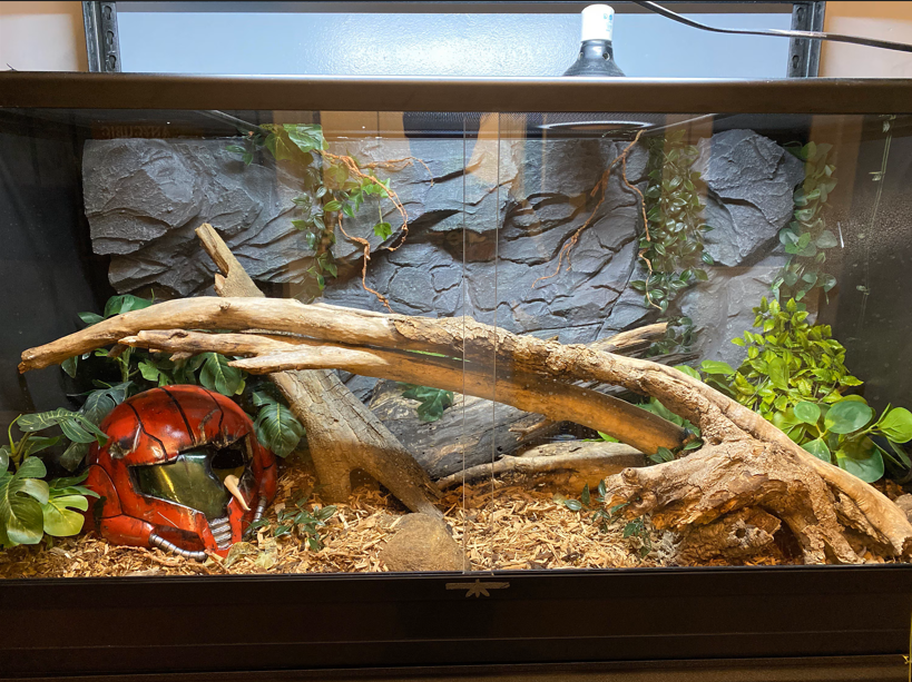 Decorative reptile terrarium