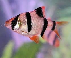 Tiger Barb Fish Pair (Rs.600-800)