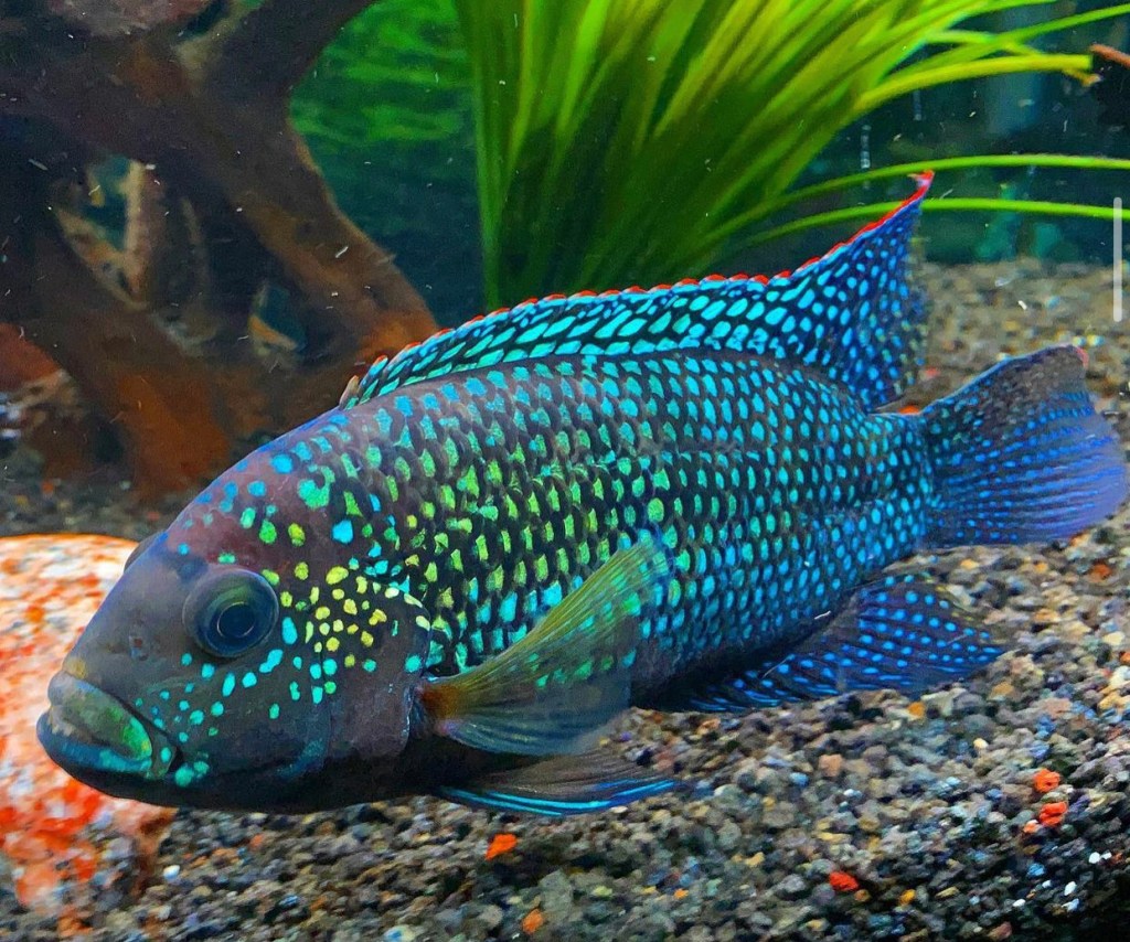 Cichlid/Malawi Single Piece (Rs.500-9k)