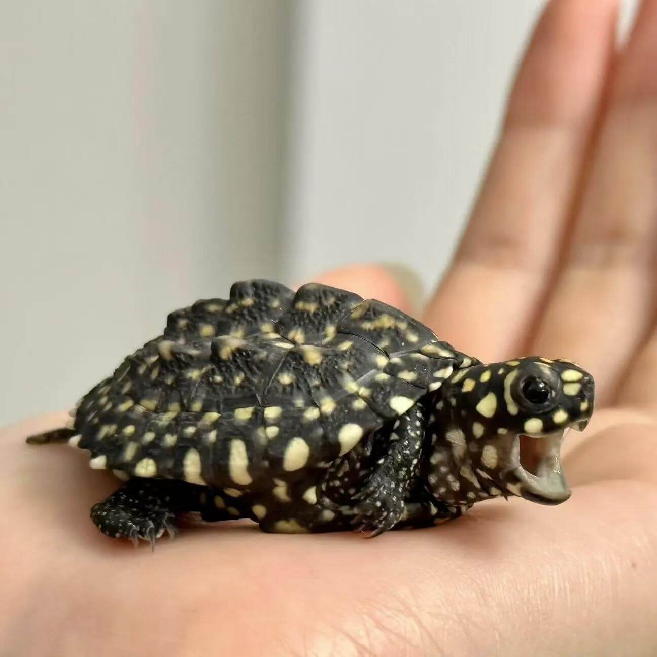 Black Pond Turtle Piece (Rs. 5000)