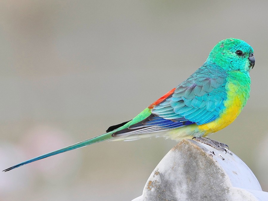Turquoise Parrot