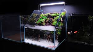 Glass Aquascape Terrarium