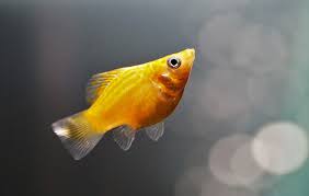 Molly Fish Pair (Rs.300-800)