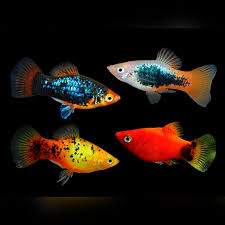 Colorful Platy Fish Pair (Rs.300-600)