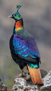Himalayan Monal Pair (Rs. 400000)