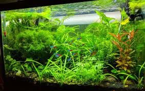Planted Aquarium