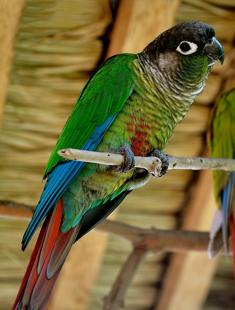 Green-cheeked Conure Parrot