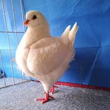 White Fancy Pigeon