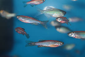 Zebra Danio Fish Pair (Rs.300-400)