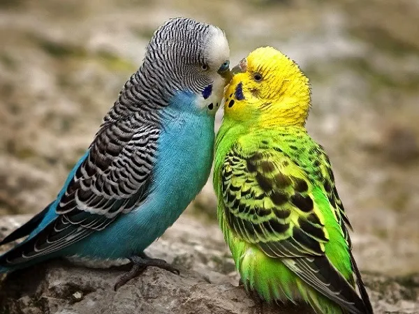 Budgerigars