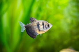 Black Skirt Tetra Fish Pair (Rs.600-800)