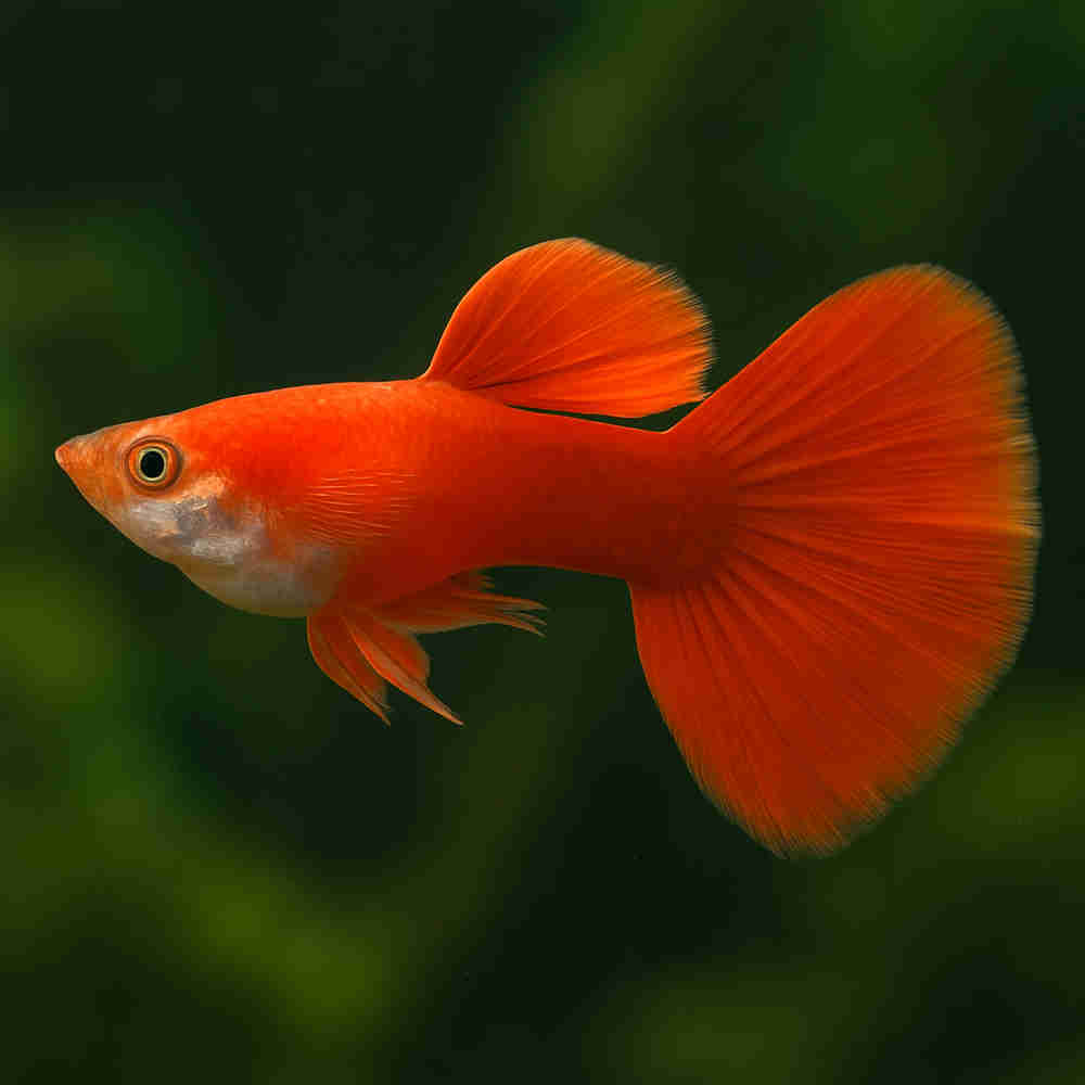 Red Guppy Fish Pair (Rs.300-1500)