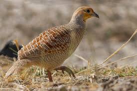 Gray Francolin