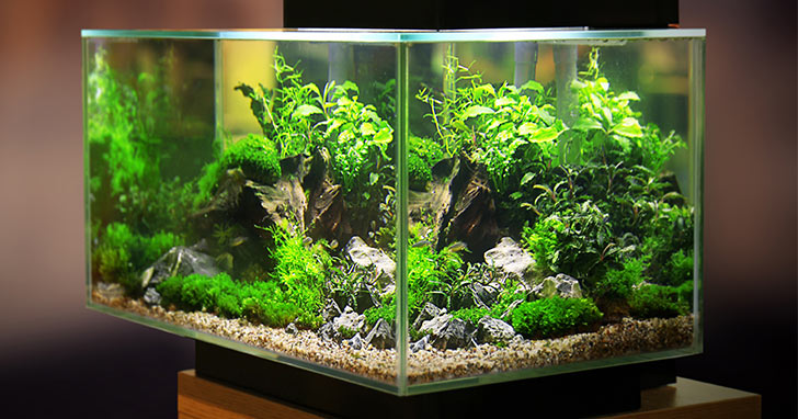 Glass Aquarium Tank