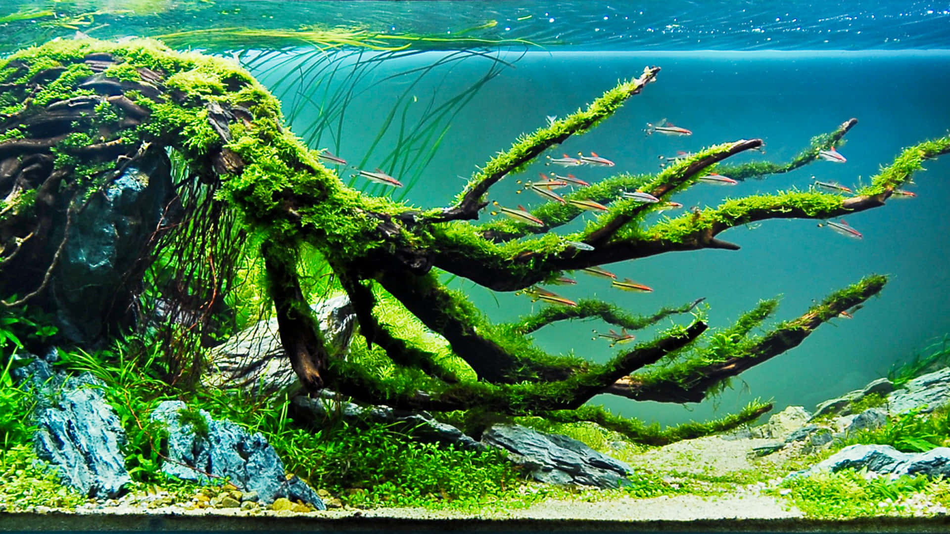 3D Background for Aquarium/foot (Rs. 500)