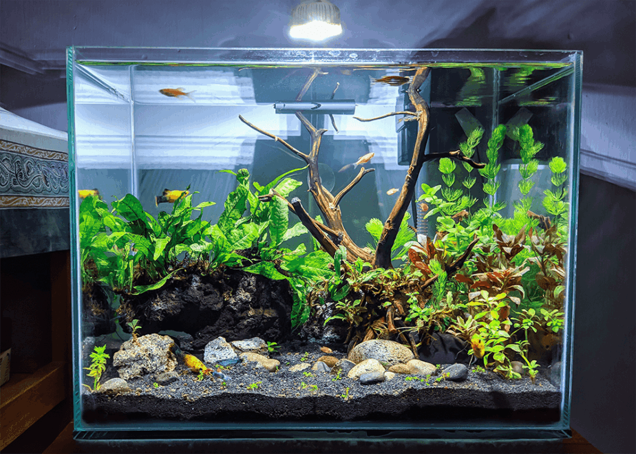 Planted Glass Aquarium