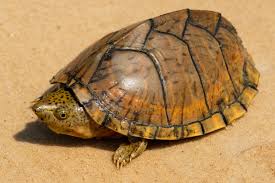 Razorback Musk Turtle