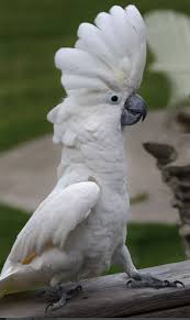 White Cockatoo