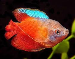 Dwarf Gourami Pair (Rs.800-2500)
