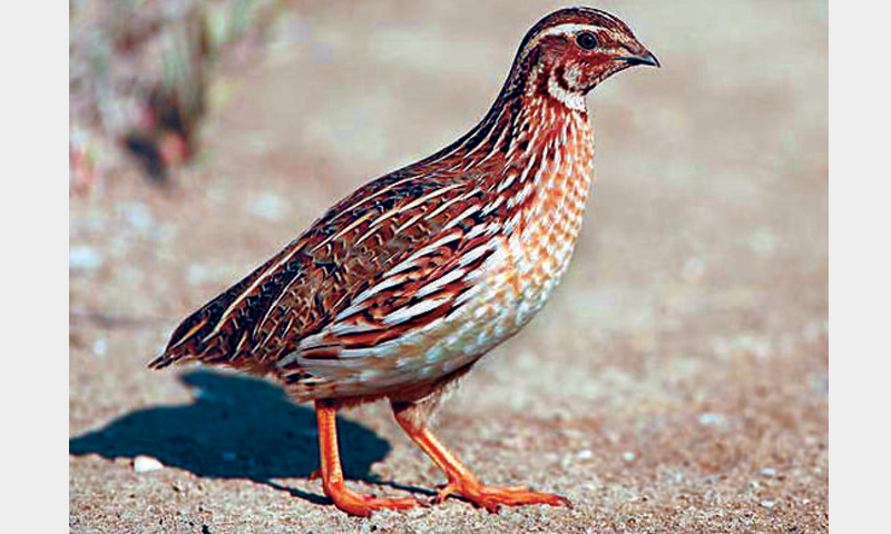 Live Common Quail