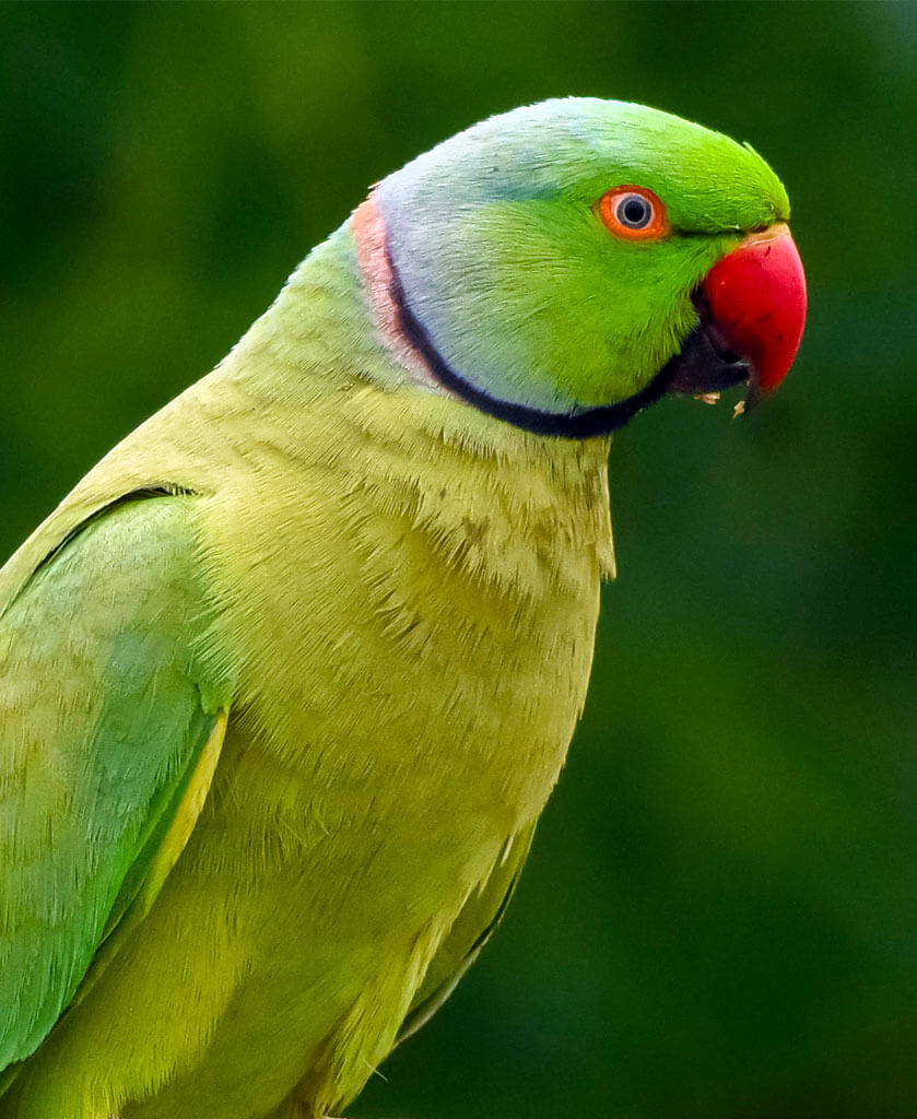 Indian Ringneck Parakeet