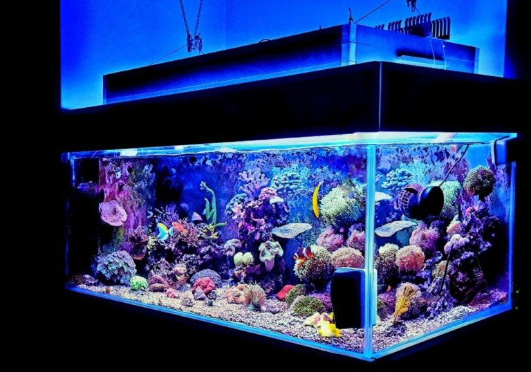 Saltwater Aquarium