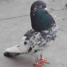 Domestic Racing Pigeon