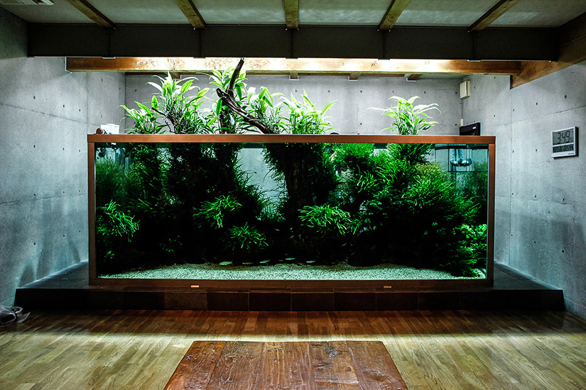 Large Scenic Aquarium