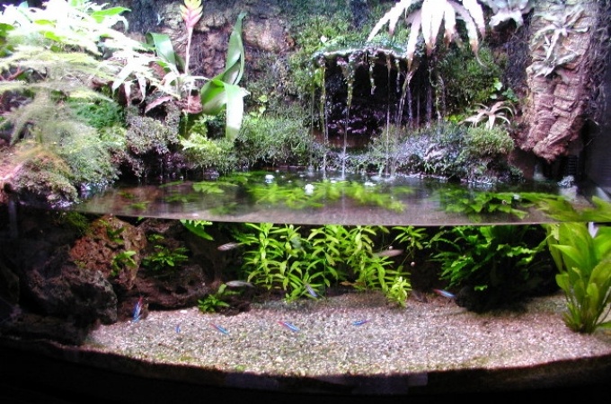 Naturalistic Aquarium Terrarium