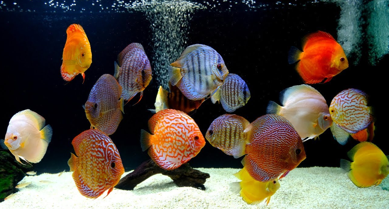 Colorful Discus Fish Pair (Rs.4k-20k)