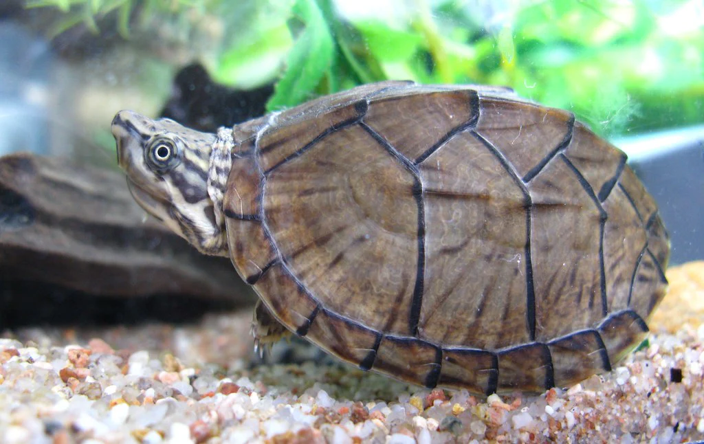 Musk Turtle