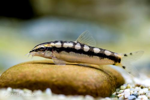 Dwarf Chain Loach Fish Pair (Rs.1500-3000)