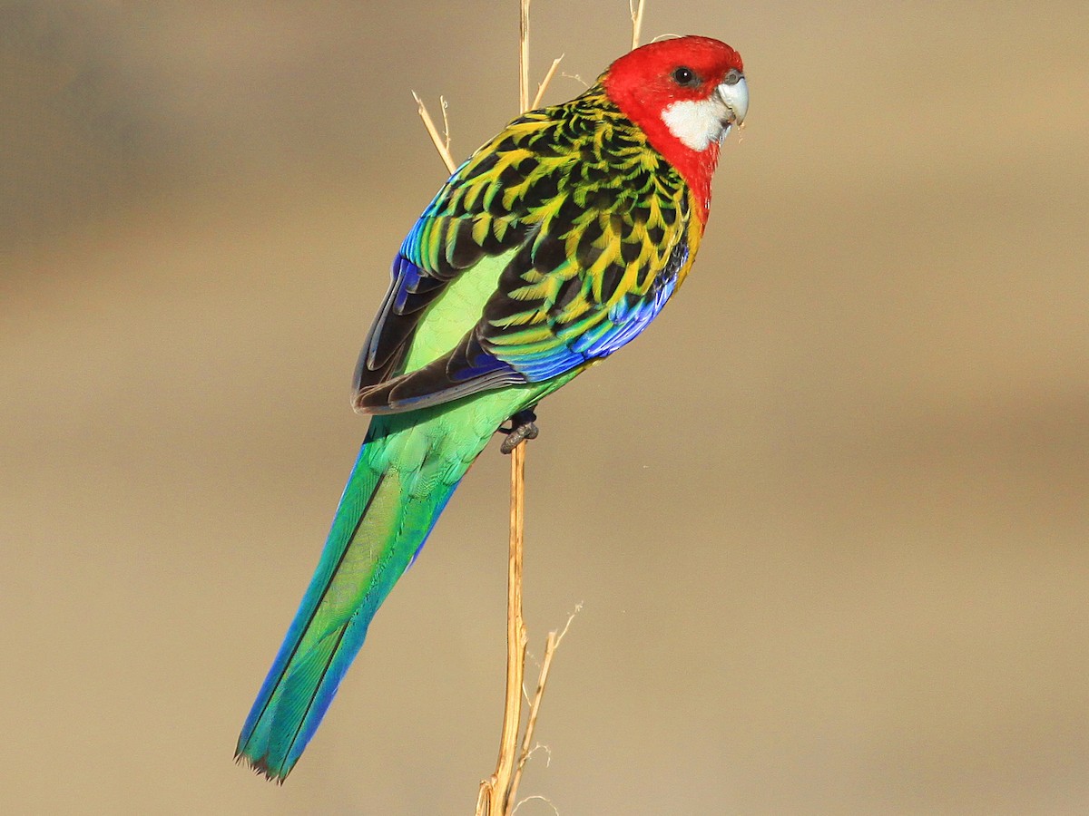 Eastern Rosella Parrot