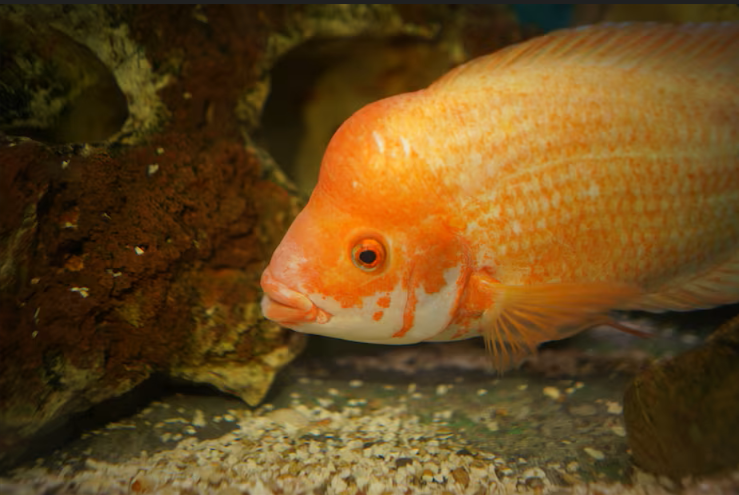 Oscar Fish Pair (Rs.1500-20k)