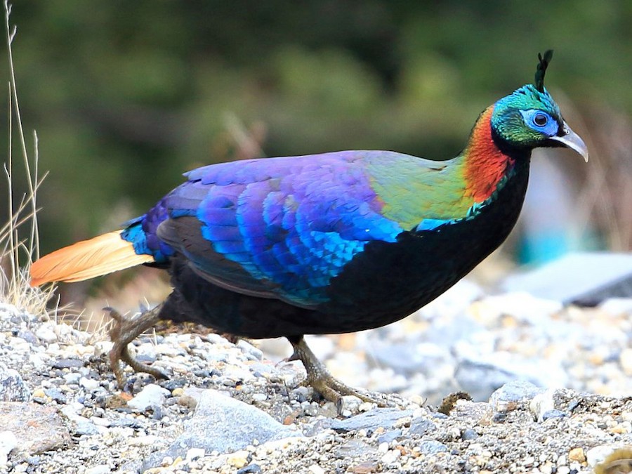 Himalayan Monal Pair (Rs. 400000)