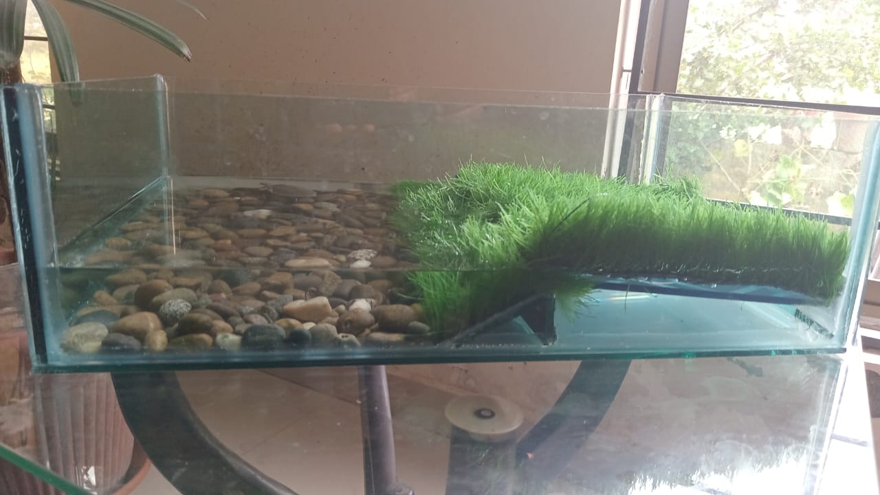 Glass Turtle Terrarium