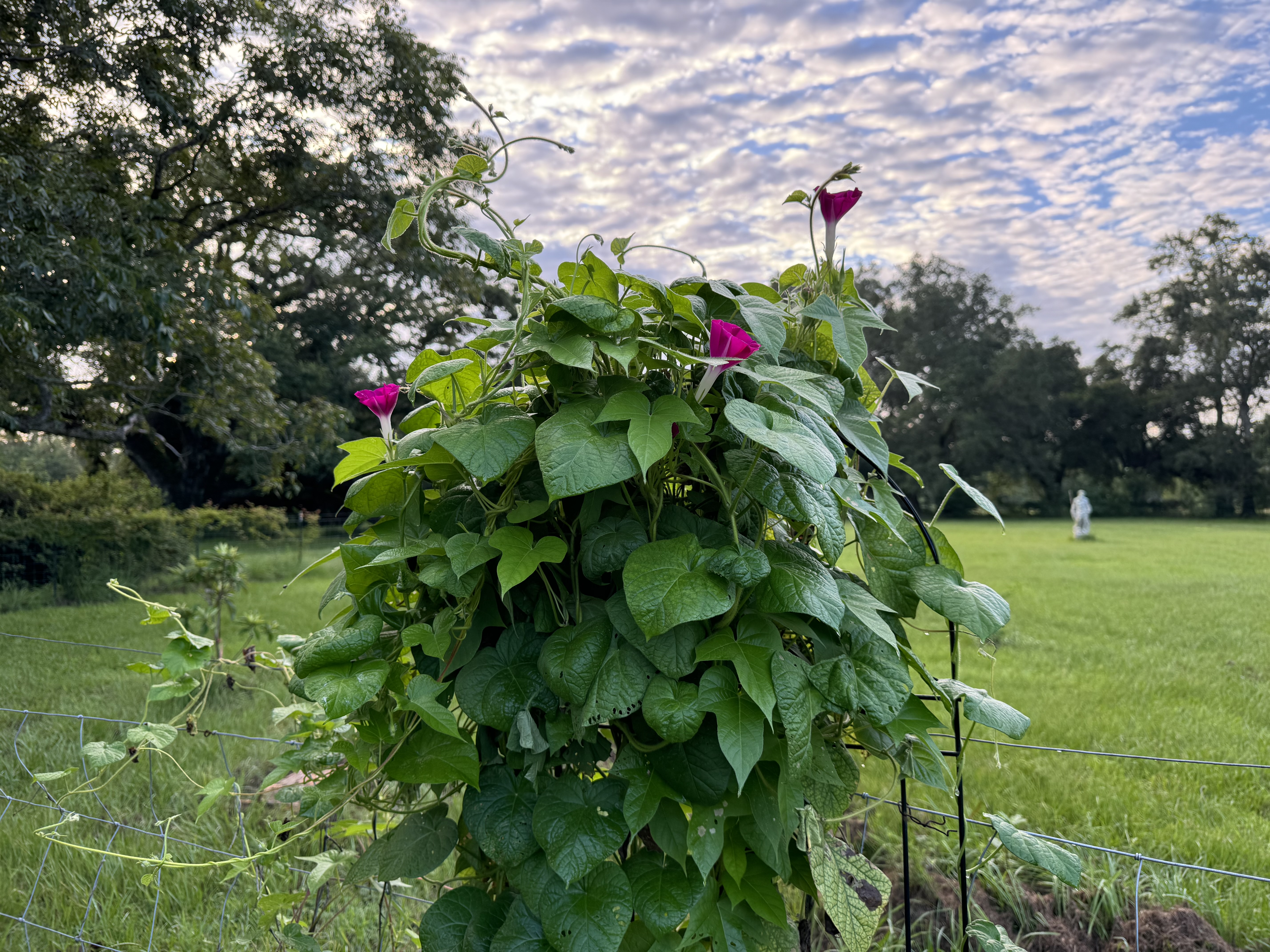 Edward Pendragon - Elderberry Tincture