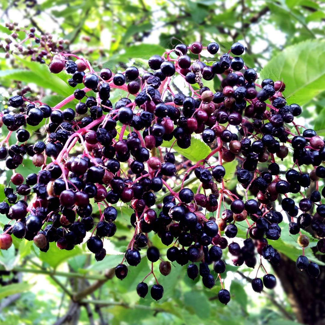 Edward Pendragon - Elderberry Tincture