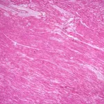 Circulation System Slides