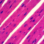 Muscular Tissue Slides