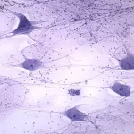 Nervous System Slides