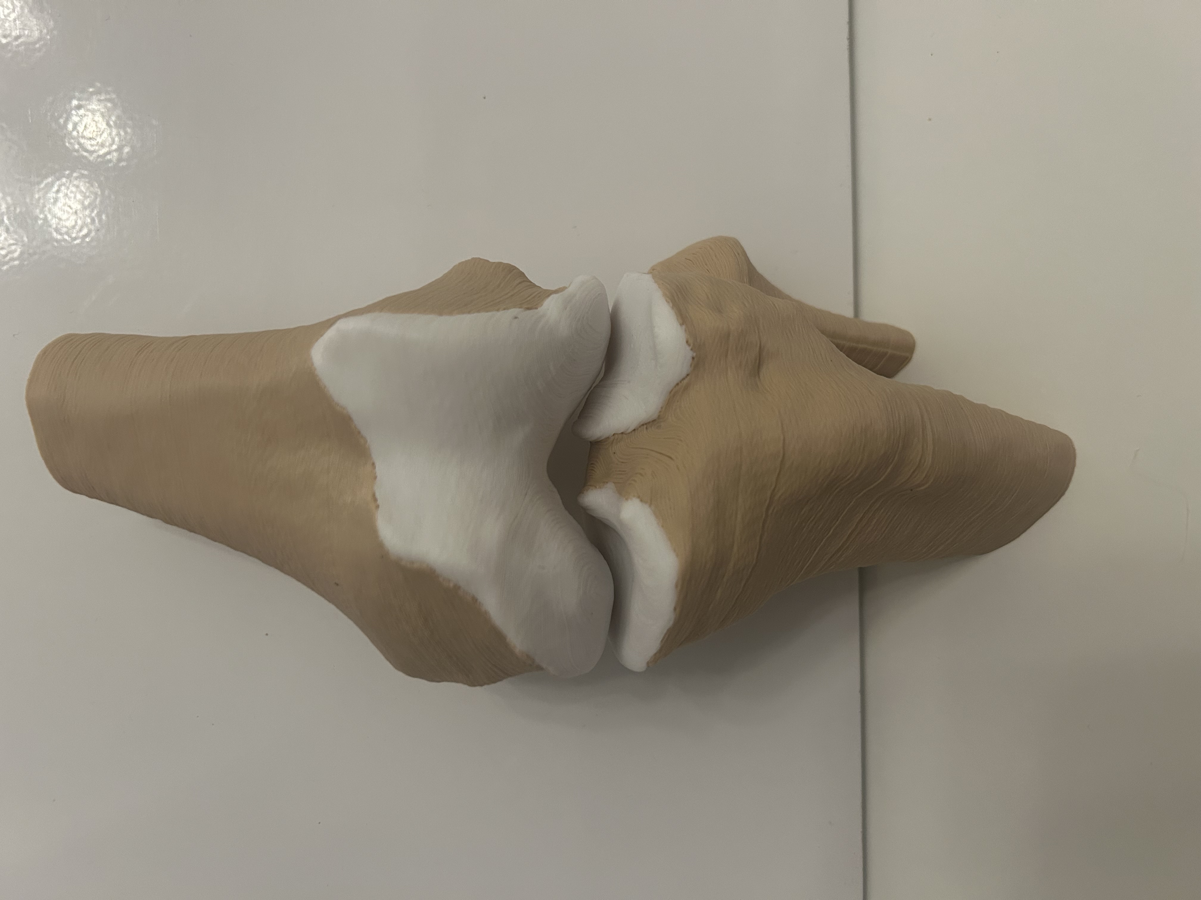 Modello di articolazione del ginocchio umano