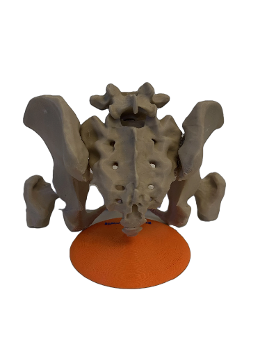 Modello anatomico del bacino umano
